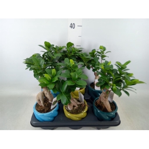 Ficus microcarpa 'Ginseng'