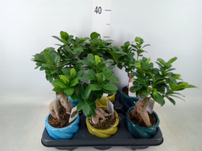 <h4>Ficus microcarpa 'Ginseng'</h4>