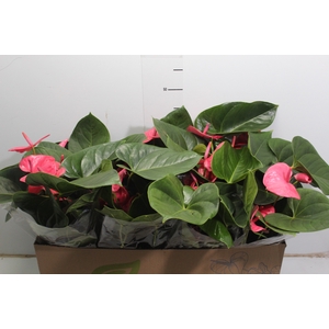 ANTHURIUM P15 ROSA