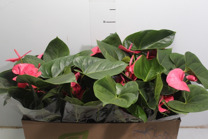ANTHURIUM P15 ROSA
