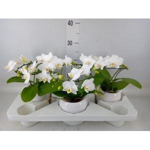 Phalaenopsis multi.   ...white