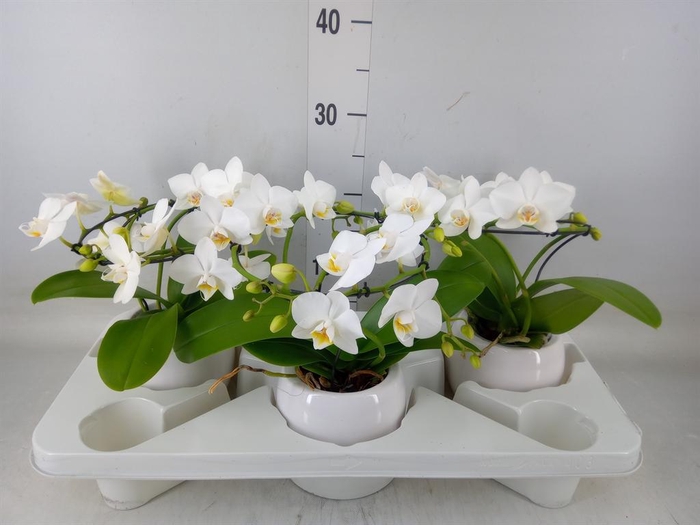 <h4>Phalaenopsis multi. ...white</h4>