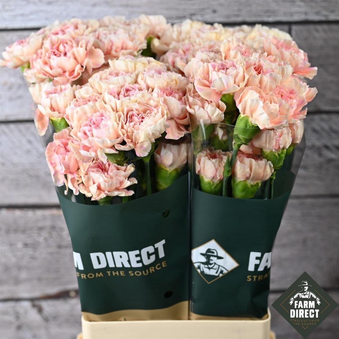 <h4>Di St Happy Hoshi</h4>