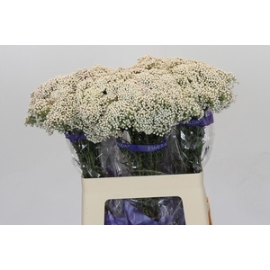 Ozothamnus Cooks Snow White