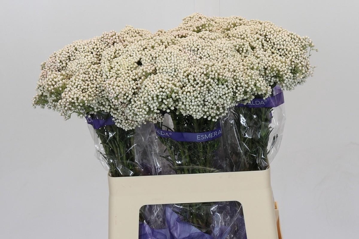 <h4>Ozothamnus Cooks Snow White</h4>