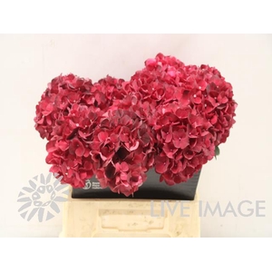 Hydrangea mag dark ruby