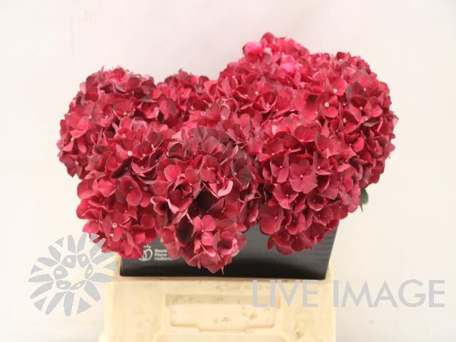 <h4>Hydrangea mag dark ruby</h4>