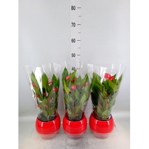 Anthurium andr. 'Mill Flowers Red'