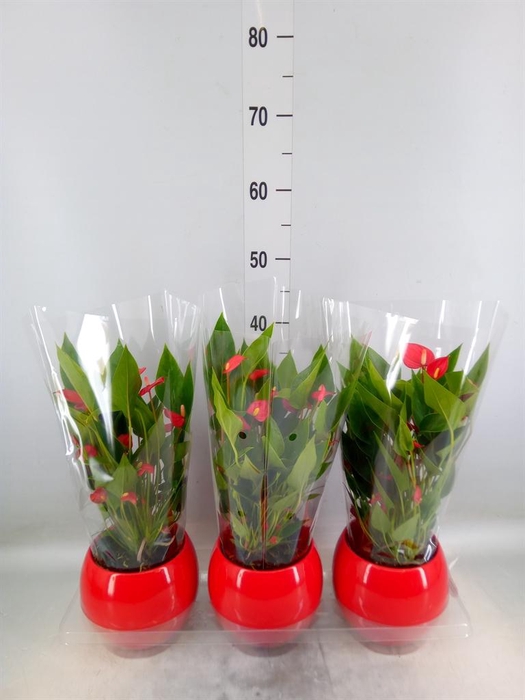 <h4>Anthurium andr. 'Mill Flowers Red'</h4>