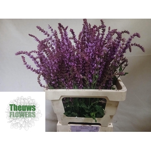 SALVIA PINK LAGOON