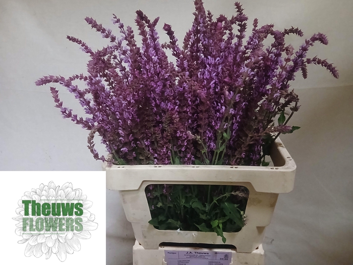 <h4>SALVIA PINK LAGOON</h4>