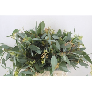 Euca Populus Berry Short 150gr P Bunch