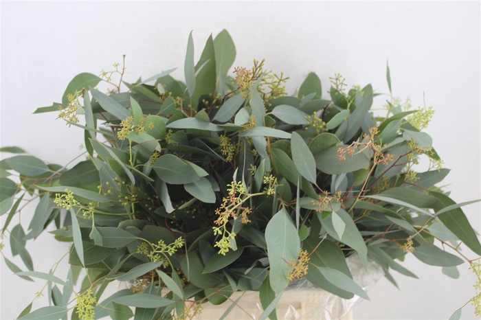 <h4>Euca Populus Berry Short 150gr P Bunch</h4>