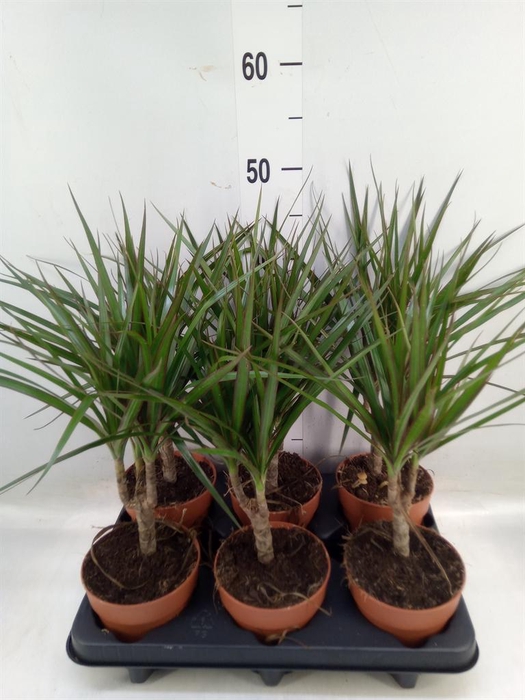 <h4>Dracaena marg.</h4>