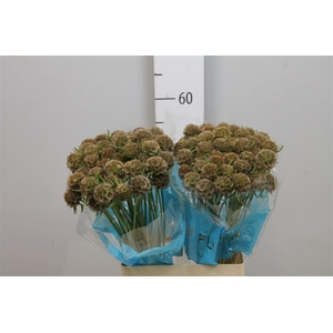 Scabiosa Stellata Zd