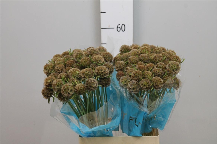 <h4>Scabiosa Stellata Zd</h4>