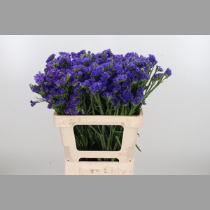 Limonium Crystal Dark Blue