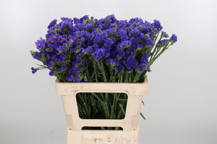 <h4>Limonium Crystal Dark Blue</h4>