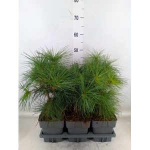 Pinus strobus