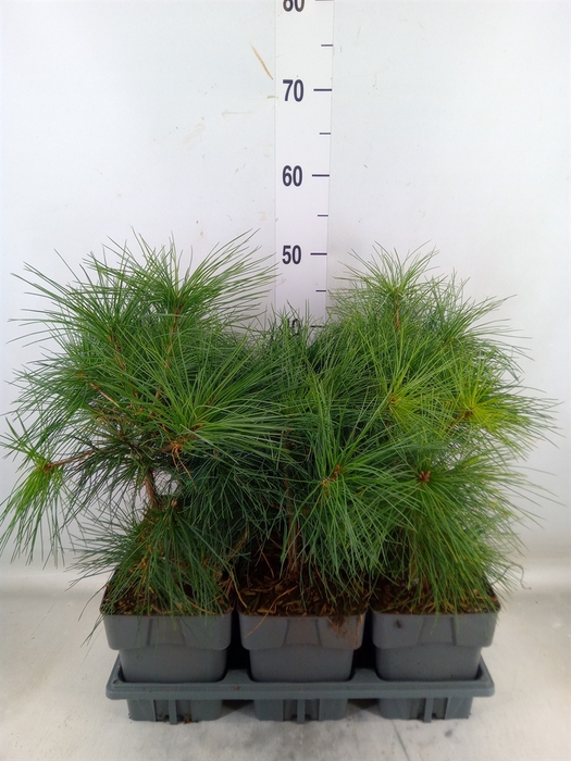<h4>Pinus strobus</h4>