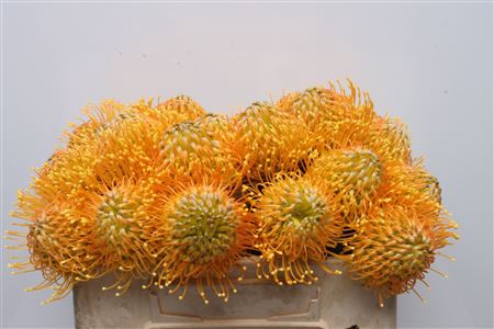 <h4>Leuco Catherina</h4>