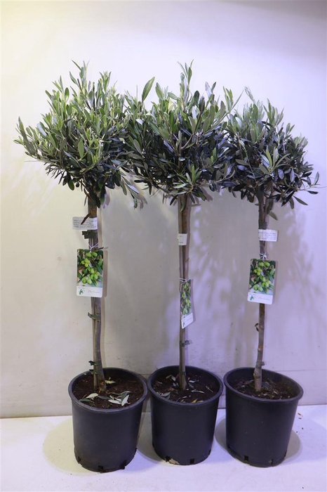 <h4>Olea Europaea</h4>