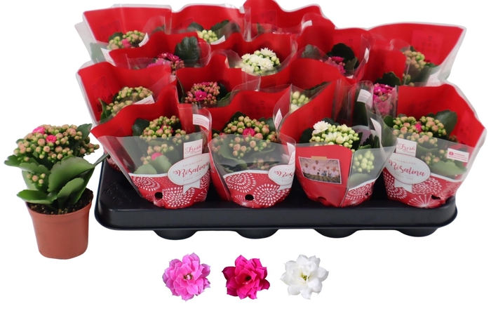 <h4>KAL GE RO GEM 3 KL</h4>