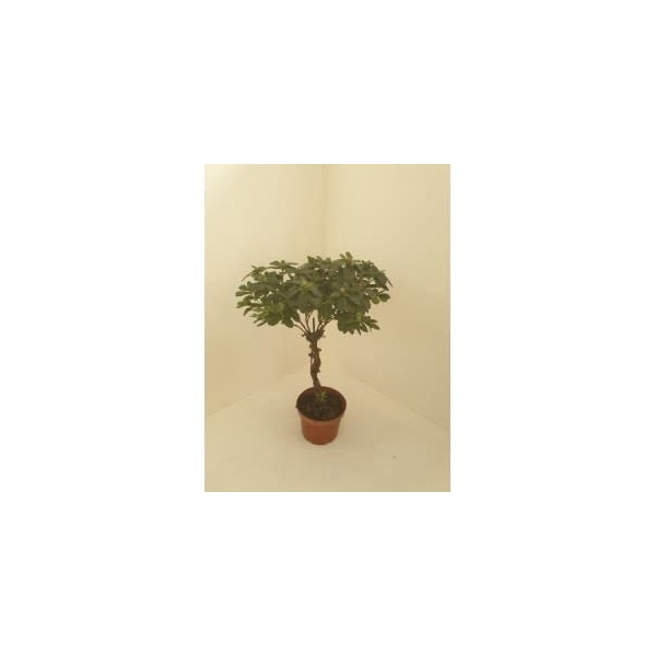 <h4>POT 17 CM AZALEA HOOGTAM GEVLOCHTEN STAM VOGEL GEMENGDE KLEUREN</h4>