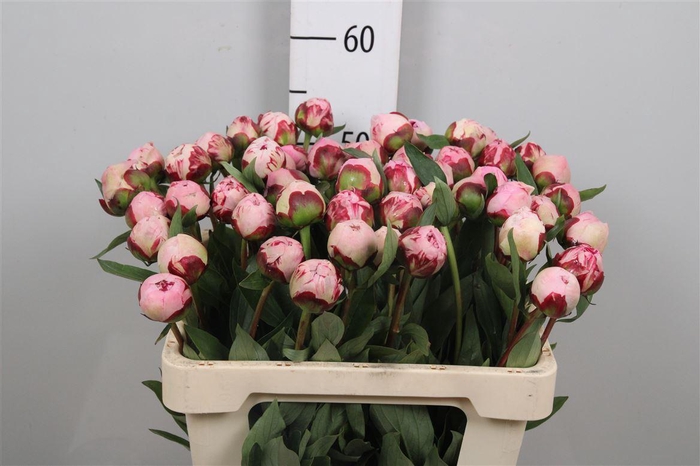 <h4>Paeo L Sara Bernhard</h4>