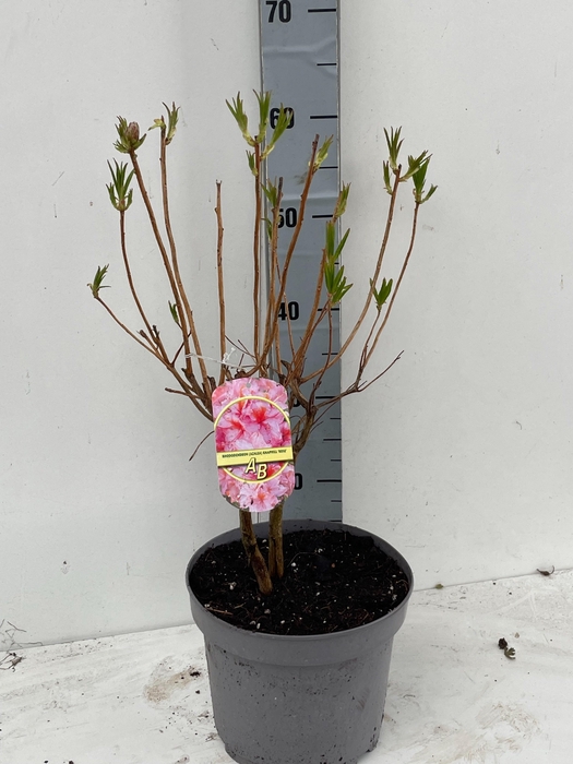 <h4>RHOD MO BERRYROSE</h4>