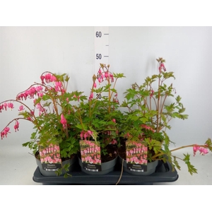 Dicentra spectabilis