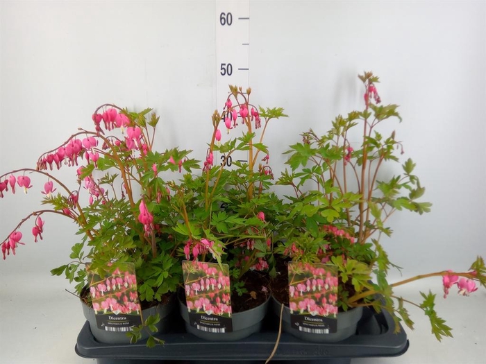 <h4>Dicentra spectabilis</h4>