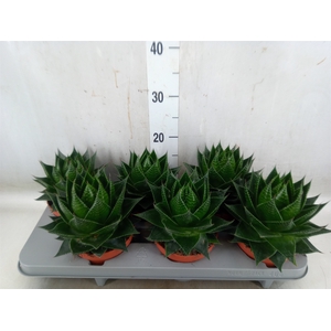 Aloe aristata 'Cosmo'