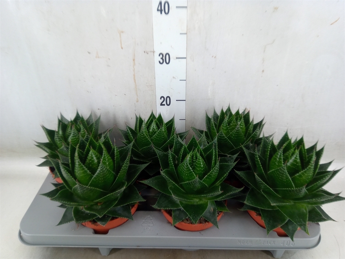 <h4>Aloe aristata 'Cosmo'</h4>