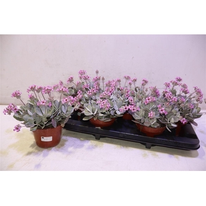 Kalanchoe Pumila