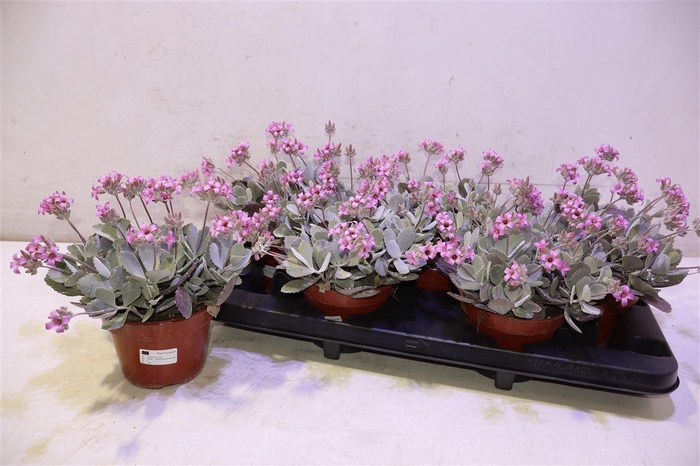 <h4>Kalanchoe Pumila</h4>