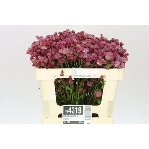 Astrantia Purple Sensation