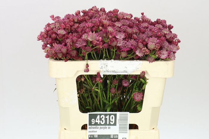 <h4>Astrantia Purple Sensation</h4>