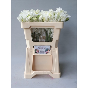 LATHYR WI SUNS WHITE