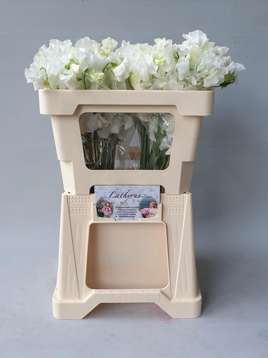 LATHYR WI SUNS WHITE