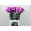 Dianthus St Florigene Moonlite