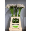 ALLIUM SILVERSPRING