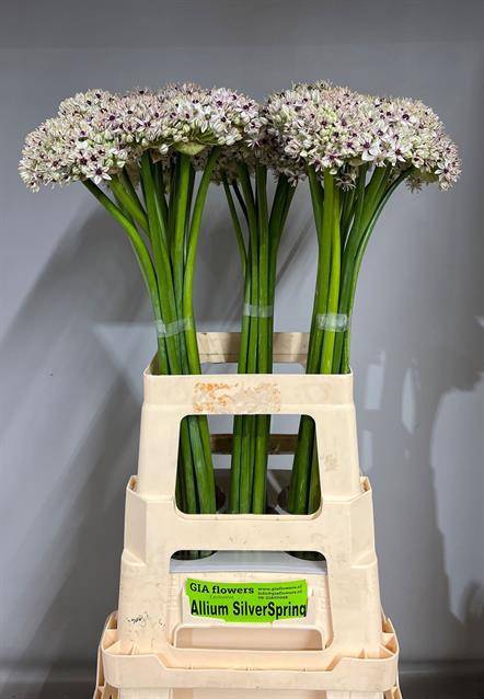 ALLIUM SILVERSPRING