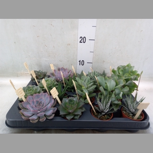 Succulents   ...mix 4