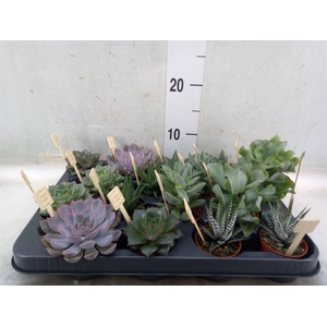 Succulents   ...mix 4