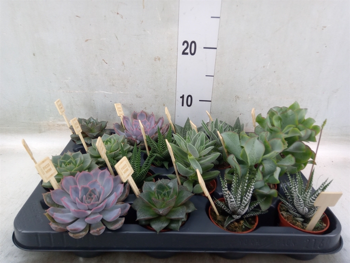 <h4>Succulents   ...mix 4</h4>