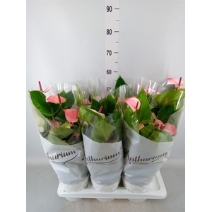 Anthurium andr. 'Mystique'