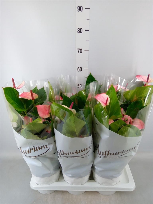<h4>Anthurium andr. 'Mystique'</h4>