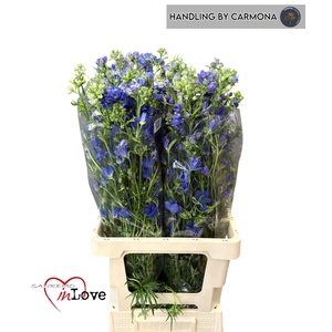 DELPH EN M GRAN BLUE