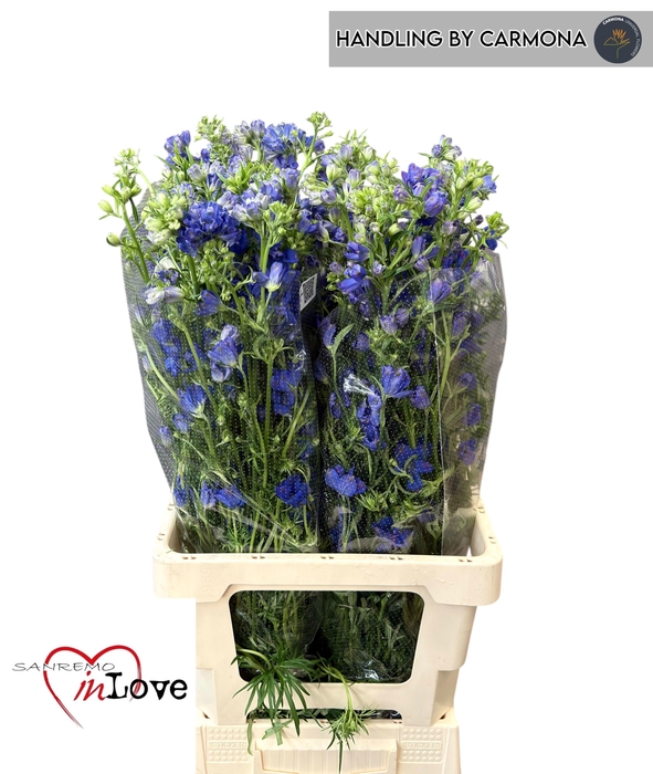 <h4>DELPH EN M GRAN BLUE</h4>